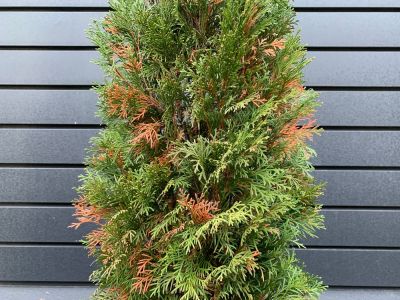 Remove Dead or Diseased Branches of the Arborvitae to Keep it Healthy!