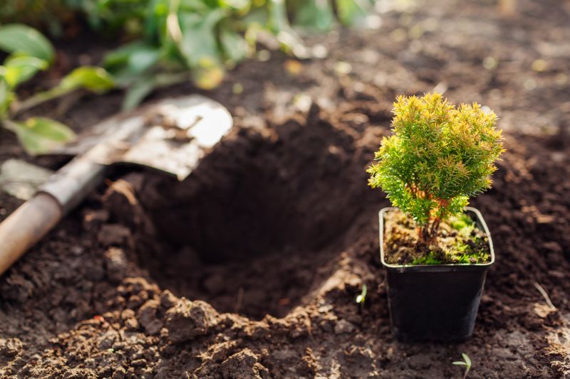 Arborvitae Trimming