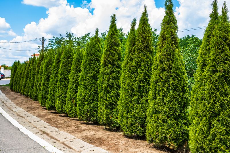 Trimmed Arborvitae Hedge