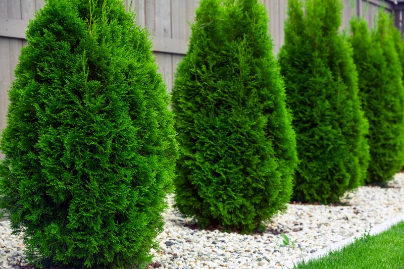 Completed Arborvitae Hedge