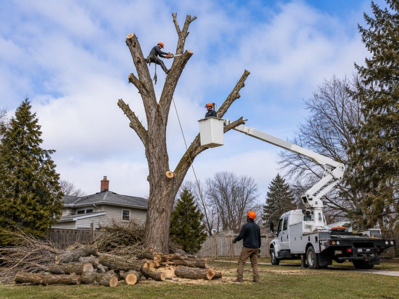 Birch Tree Removal in Allentown, PA
