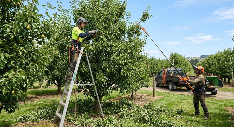 Bradford Pear Tree Pruning in San Jose, CA
