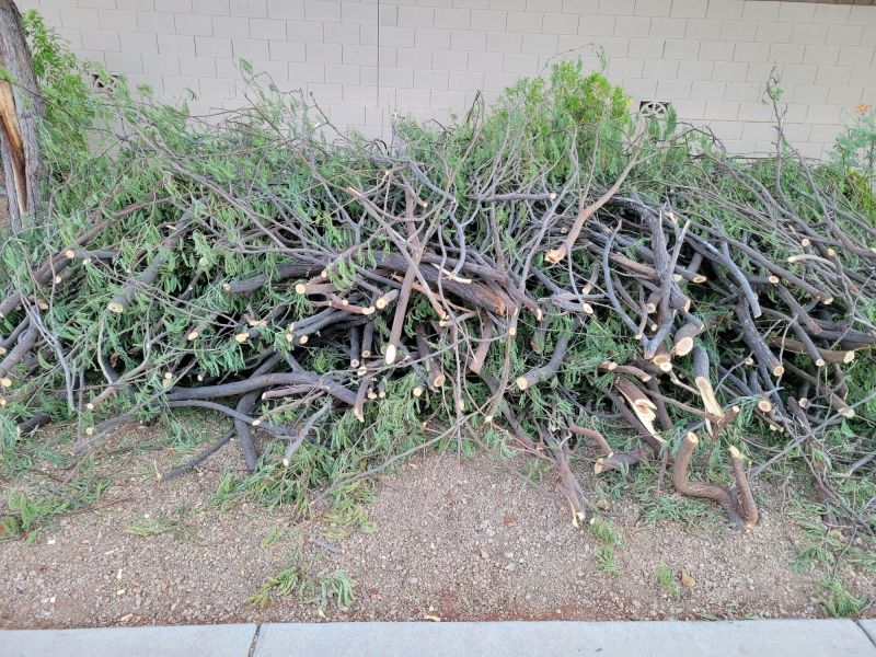 Dead Branch Removal in Doylestown, PA