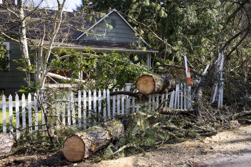Fallen Tree Removal in San Jose, CA