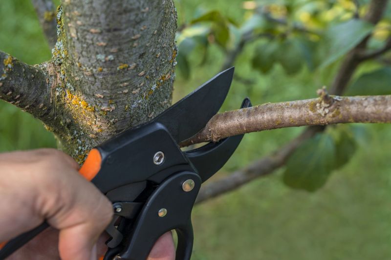 Limbs Trimming in Pottstown, PA