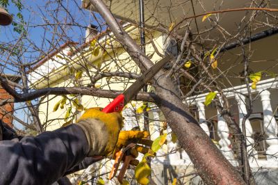 Limbs Trimming in Reno, NV