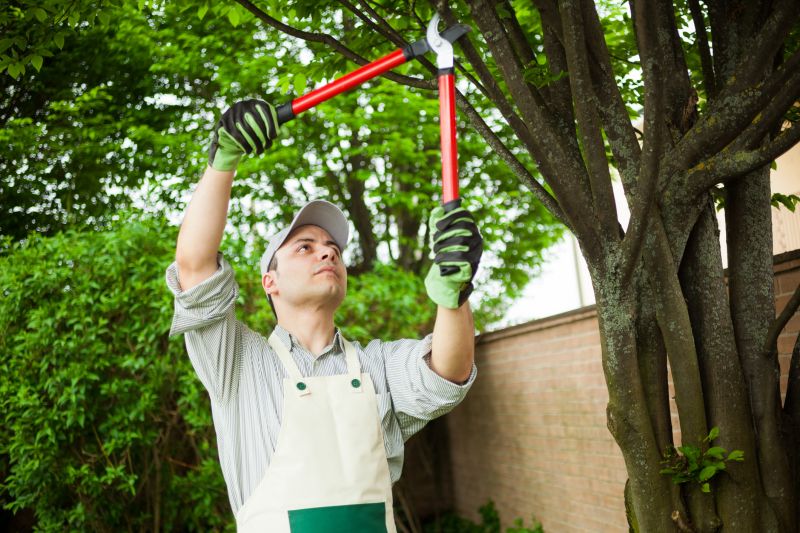 Limbs Trimming in Allentown, PA