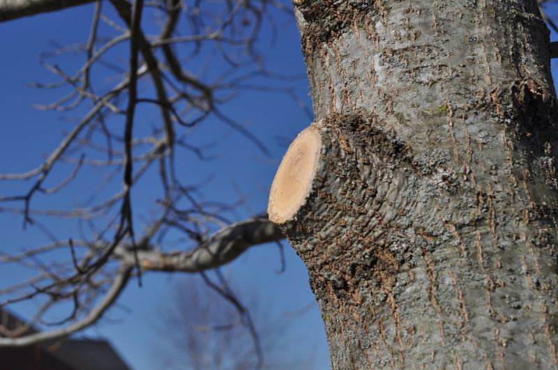 Oak Tree Pruning in Pottstown, PA