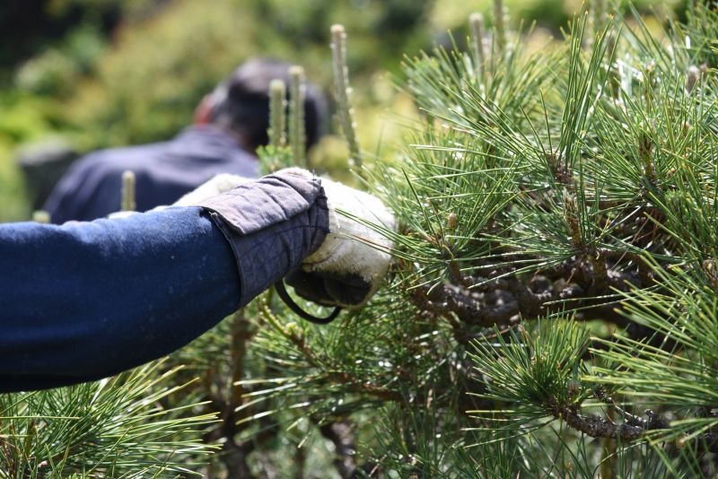 Peach Tree Pruning in San Jose, CA