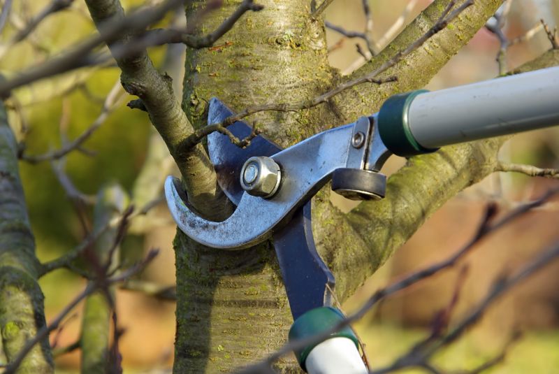 Tree Lopping Service in Pottstown, PA