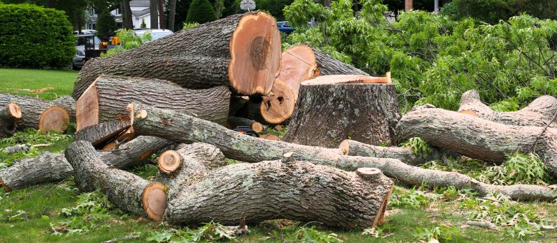 Tree Removal Service in Pottstown, PA