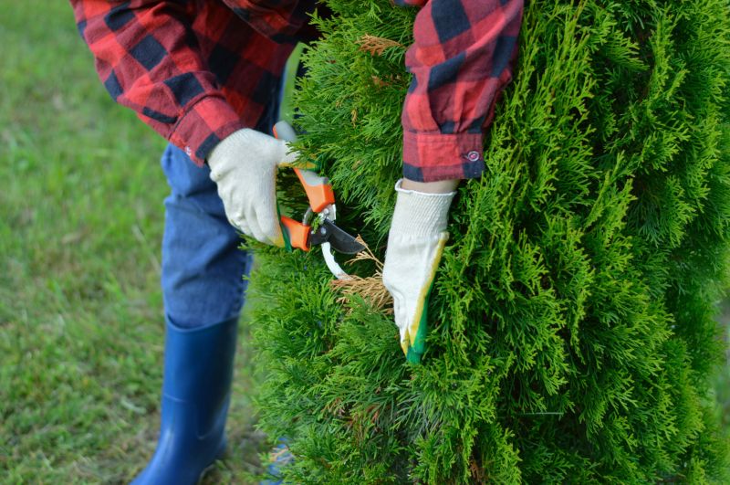 Arborvitae Trimming