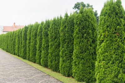 Keep Your Arborvitae healthy with Trimming!