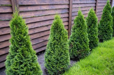 Maintain the Shape and Size of Your Arborvitae with Trimming!
