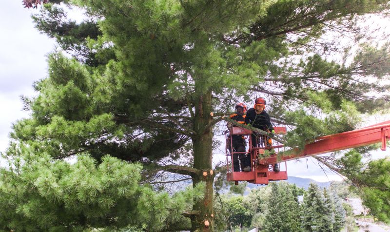 Local Arborvitae Trimming pros at work