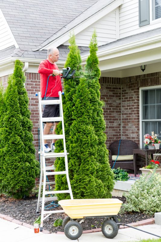 Arborvitae Trimming Services Overview